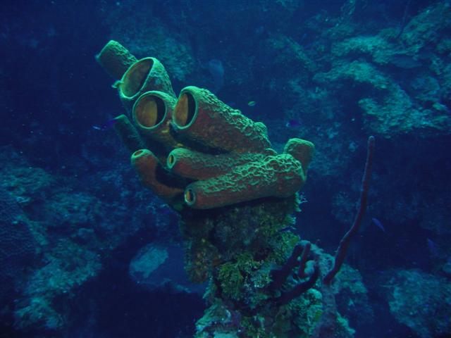 The bay also boasts vibrant gorgonians, giant barrel sponges, and sea fans.