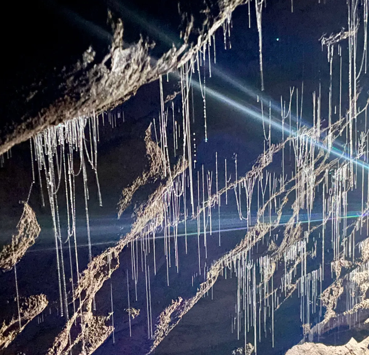 The glow worms use long, hanging threads of mucus to capture insects.