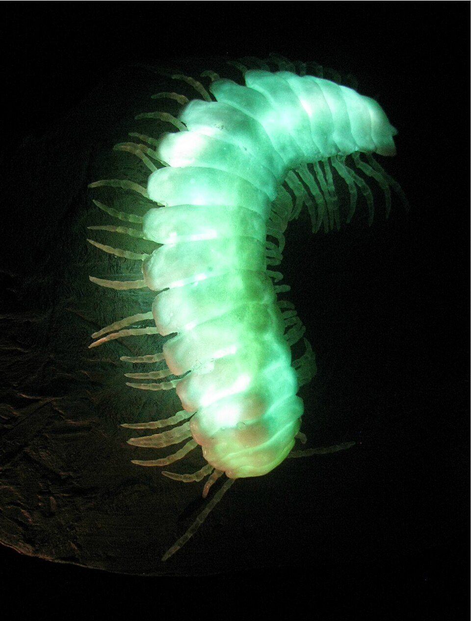 A glowing model of Motyxia sequoiae (about 18x natural size) at the American Museum of Natural History.