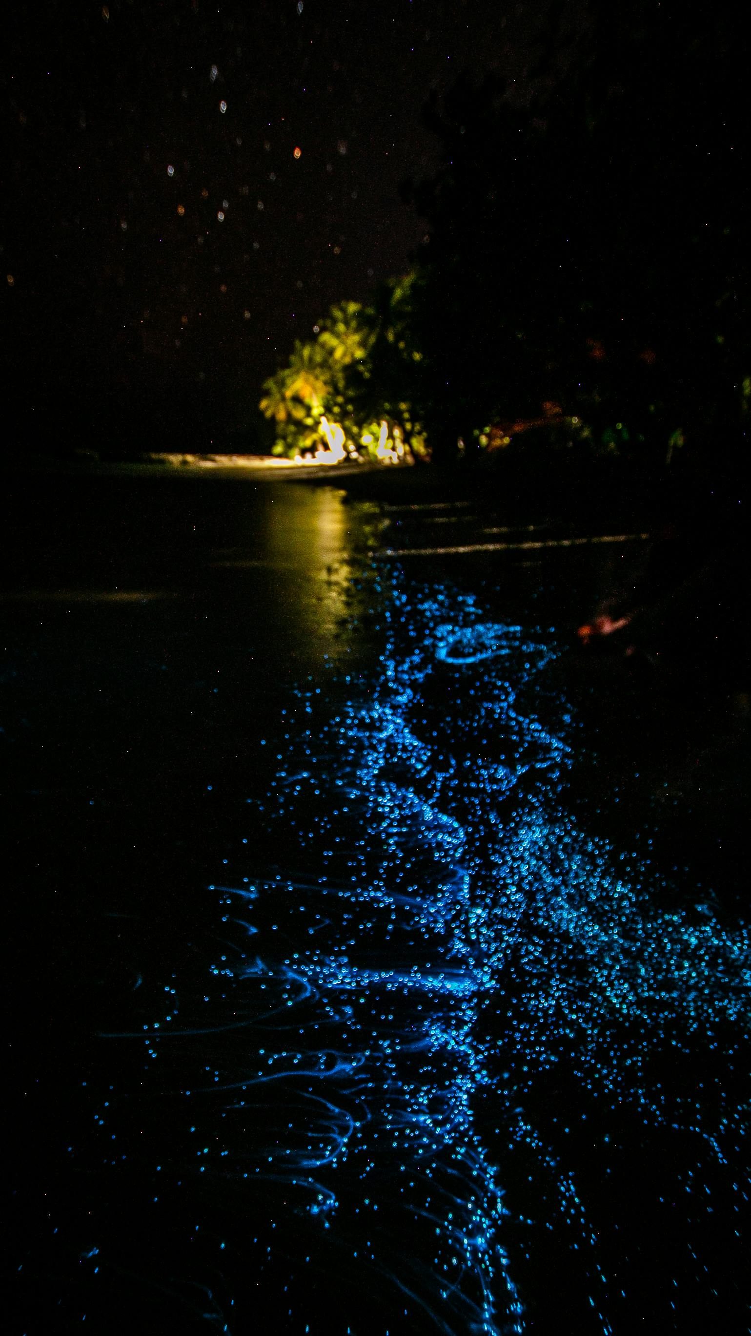 Though most commonly seen along Vaadhoo Island, the plankton have occasionally been spotted off the main island of Male.