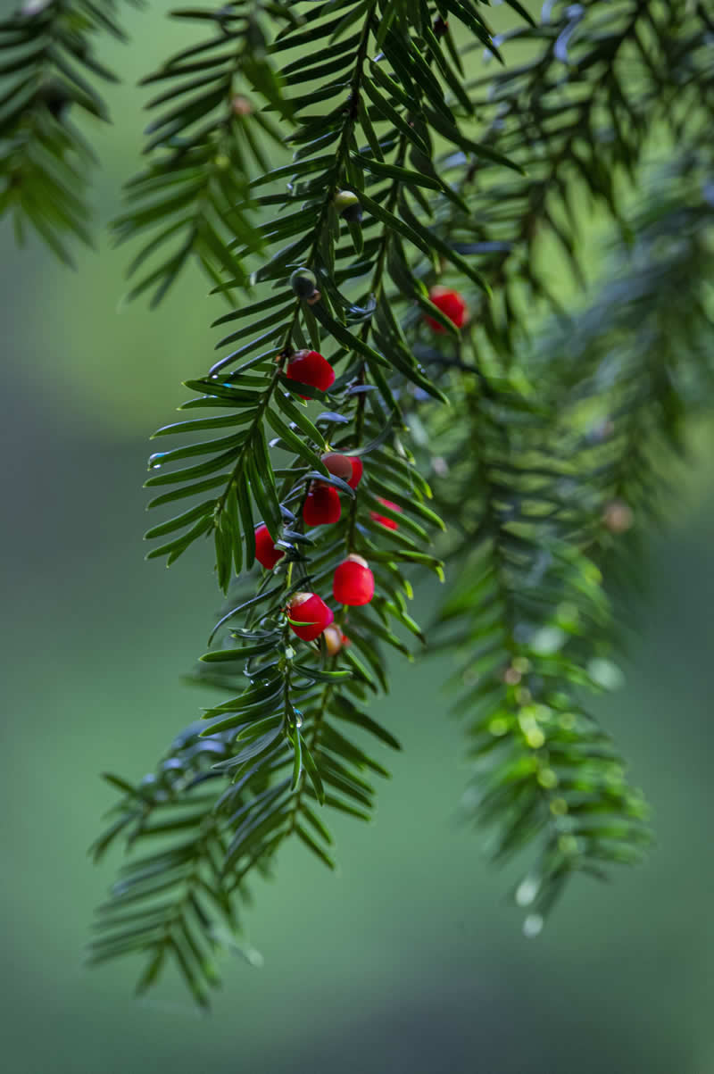 GuruShots pobjedničke fotografije iz njihovog foto izazova 'Mrtva priroda' - 35