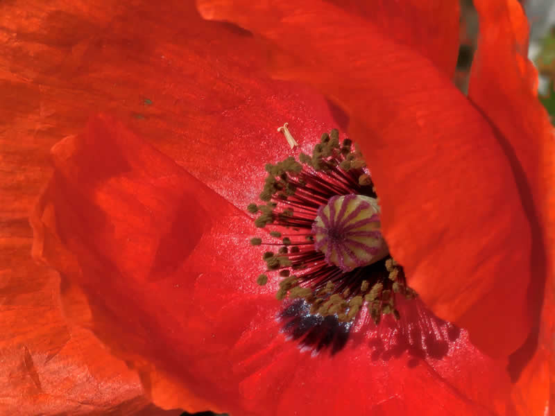 GuruShots pobjedničke fotografije iz njihovog foto izazova 'Mrtva priroda' - 43