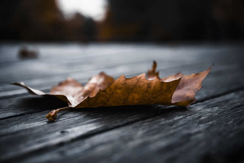 GuruShots pobjedničke fotografije iz njihovog foto izazova 'Mrtva priroda' - 8