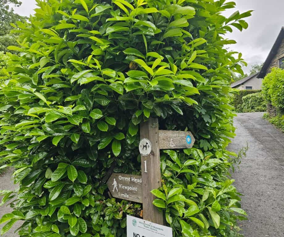 Kratka ali nagradna šetnja u Lake Districtu: Orrest Head, Windermere, UK - 3 Kratka ali nagradna šetnja u Lake Districtu: Orrest Head, Windermere, UK - 3