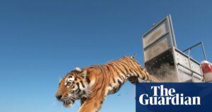 Povratak kaspijskog tigra: kako se vrsta za koju se smatralo da je izumrla vratila u Kazahstan