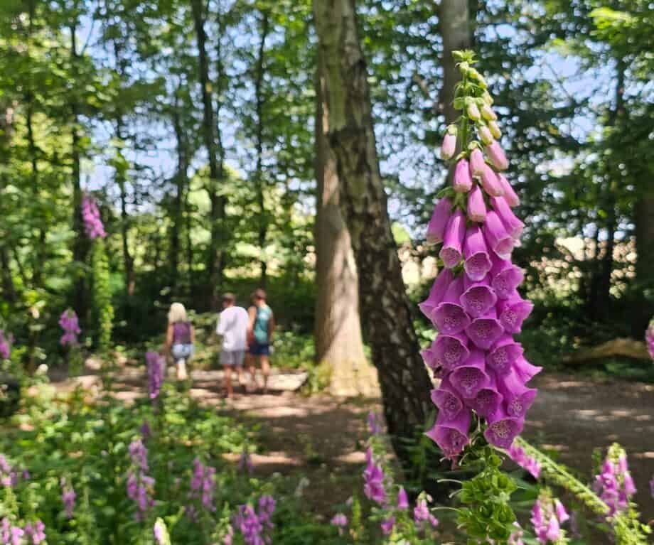 Recenzija: Starks Lark, Kanal Llangollen, Ujedinjeno Kraljevstvo - 19