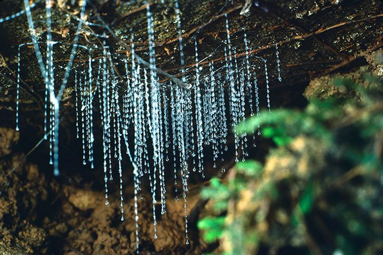 Tisuće svitaca mirno vise iznad glave, tvoreći veličanstveni bioluminiscentni svemir.