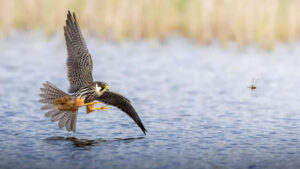 17-godišnji fotograf Maksym Breus proglašen pobjednikom natjecanja Norfolk Wildlife Trust
