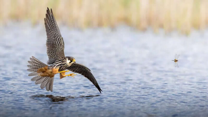 17-godišnji fotograf Maksym Breus proglašen pobjednikom natjecanja Norfolk Wildlife Trust