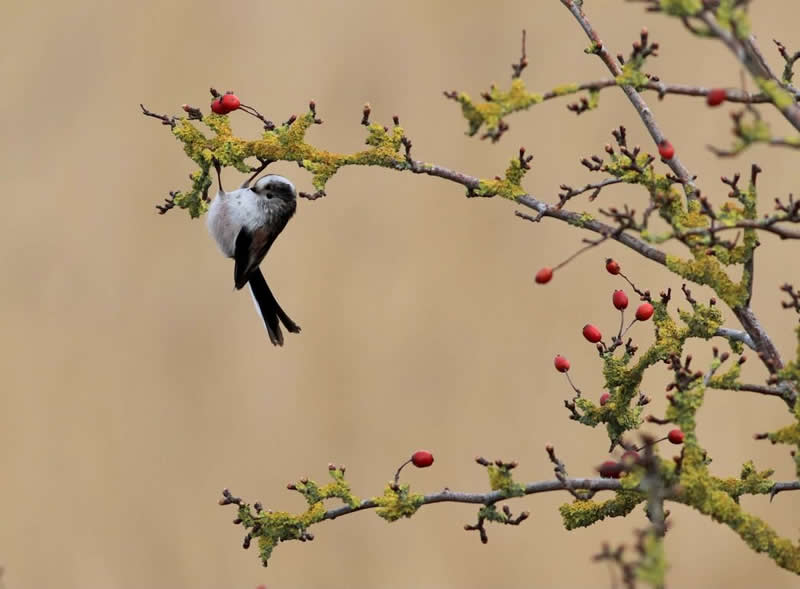17-godišnji fotograf Maksym Breus proglašen pobjednikom natjecanja Norfolk Wildlife Trust - 5 17-godišnji fotograf Maksym Breus proglašen pobjednikom natjecanja Norfolk Wildlife Trust - 5