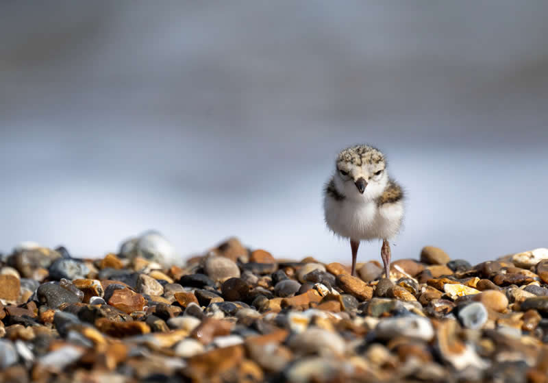 17-godišnji fotograf Maksym Breus proglašen pobjednikom natjecanja Norfolk Wildlife Trust - 9 17-godišnji fotograf Maksym Breus proglašen pobjednikom natjecanja Norfolk Wildlife Trust - 9