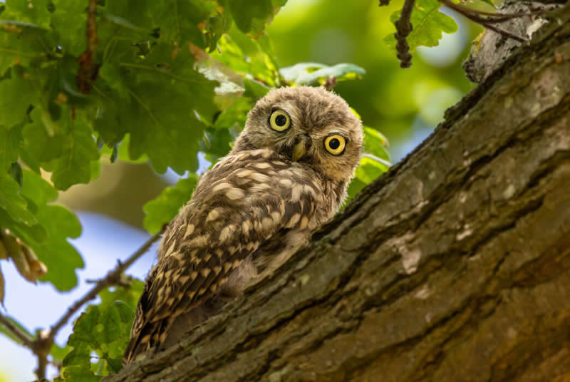 17-godišnji fotograf Maksym Breus proglašen pobjednikom natjecanja Norfolk Wildlife Trust - 10 17-godišnji fotograf Maksym Breus proglašen pobjednikom natjecanja Norfolk Wildlife Trust - 10