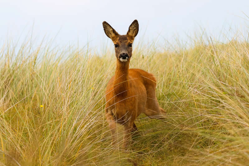 17-godišnji fotograf Maksym Breus proglašen pobjednikom natjecanja Norfolk Wildlife Trust - 11 17-godišnji fotograf Maksym Breus proglašen pobjednikom natjecanja Norfolk Wildlife Trust - 11