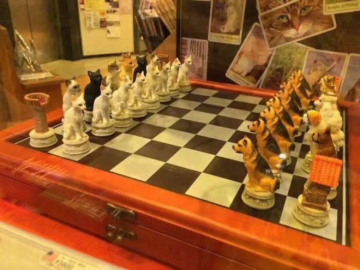 Čista Radost: 34 Smiješne i Drage Slike Mačaka za Vašu Dnevnu Dozu Slatkoće - 25 Čista Radost: 34 Smiješne i Drage Slike Mačaka za Vašu Dnevnu Dozu Slatkoće - 25