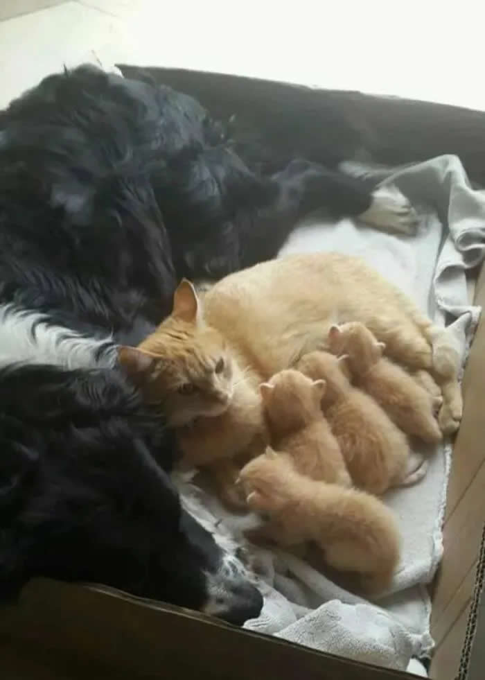 Čista Radost: 34 Smiješne i Drage Slike Mačaka za Vašu Dnevnu Dozu Slatkoće - 5 Čista Radost: 34 Smiješne i Drage Slike Mačaka za Vašu Dnevnu Dozu Slatkoće - 5