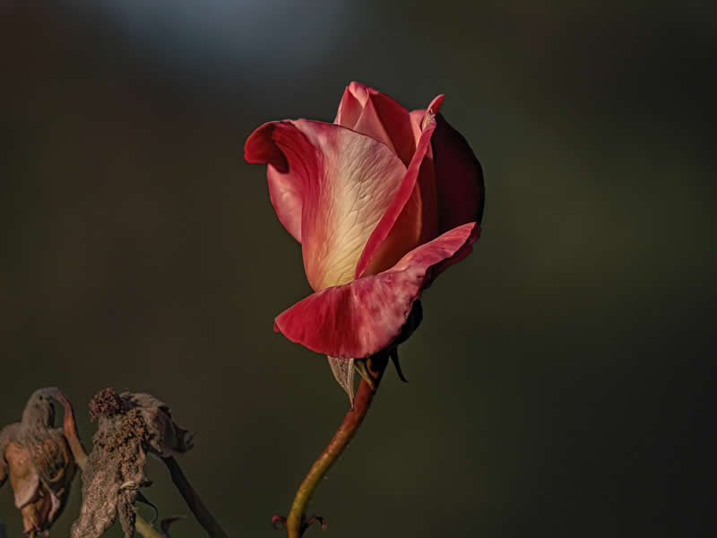 GuruShots pobjedničke fotografije iz njihovog foto izazova 'Proljetni trenuci' - 28