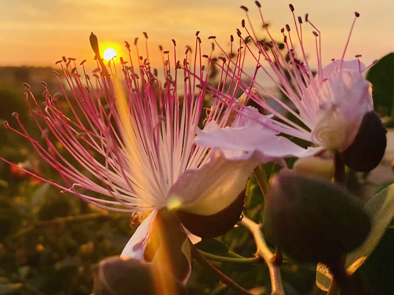 GuruShots pobjedničke fotografije iz njihovog foto izazova 'Proljetni trenuci' - 31