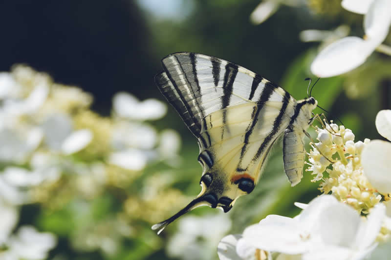 GuruShots pobjedničke fotografije iz njihovog foto izazova 'Proljetni trenuci' - 39