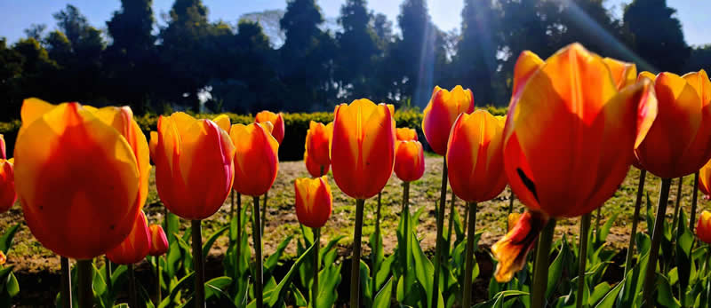GuruShots pobjedničke fotografije iz njihovog foto izazova 'Proljetni trenuci' - 42