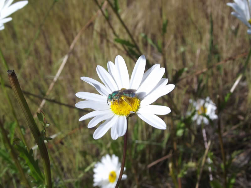 GuruShots pobjedničke fotografije iz njihovog foto izazova 'Proljetni trenuci' - 43