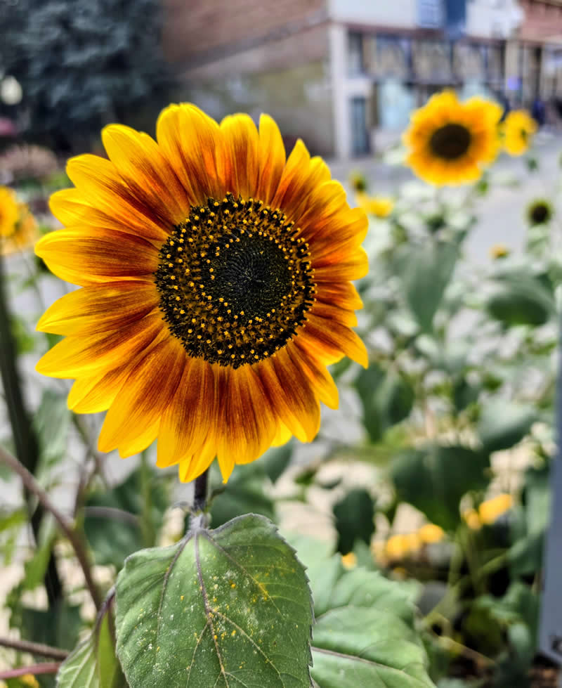 GuruShots pobjedničke fotografije iz njihovog foto izazova 'Proljetni trenuci' - 60