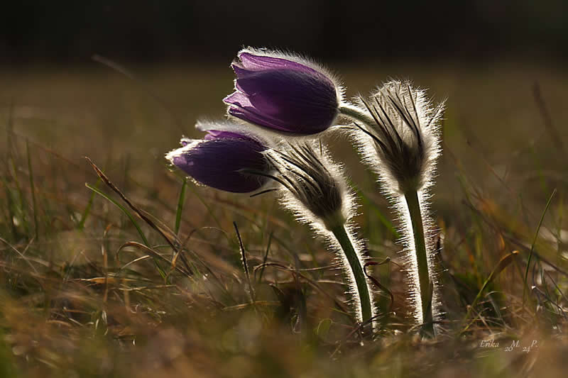 GuruShots pobjedničke fotografije iz njihovog foto izazova 'Proljetni trenuci' - 9