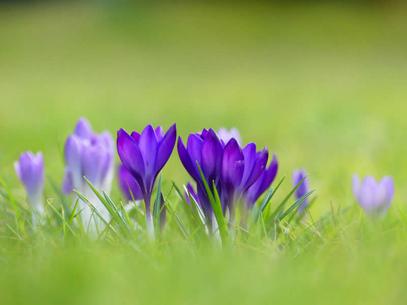 GuruShots pobjedničke fotografije iz njihovog foto izazova 'Proljetni trenuci' - 10