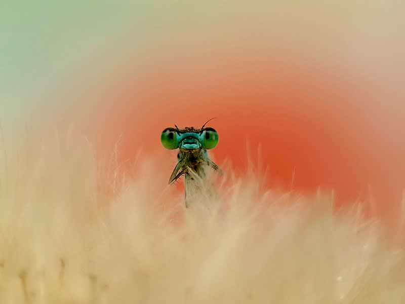Izvan golim okom vidljivog: 36 nagrađenih makro fotografija koje otkrivaju skriveni svijet - 4 Izvan golim okom vidljivog: 36 nagrađenih makro fotografija koje otkrivaju skriveni svijet - 4