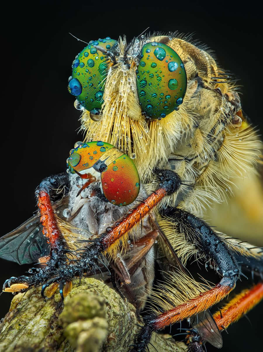 Izvan golim okom vidljivog: 36 nagrađenih makro fotografija koje otkrivaju skriveni svijet - 22 Izvan golim okom vidljivog: 36 nagrađenih makro fotografija koje otkrivaju skriveni svijet - 22