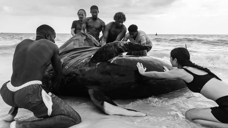 Ove nagrađivane fotografije oceana su prekrasne, uznemirujuće i nemoguće zaboraviti - 16