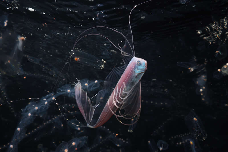 Ove nagrađivane fotografije oceana su prekrasne, uznemirujuće i nemoguće zaboraviti - 19