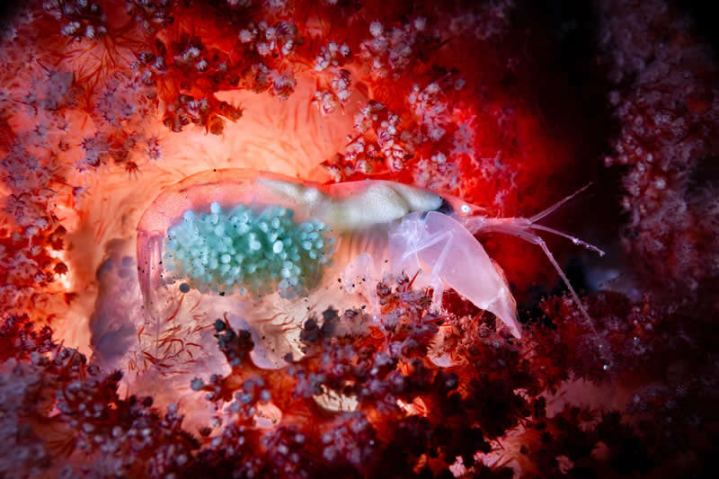 Ove nagrađivane fotografije oceana su prekrasne, uznemirujuće i nemoguće zaboraviti - 20