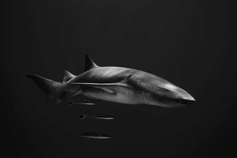 Ove nagrađivane fotografije oceana su prekrasne, uznemirujuće i nemoguće zaboraviti - 4