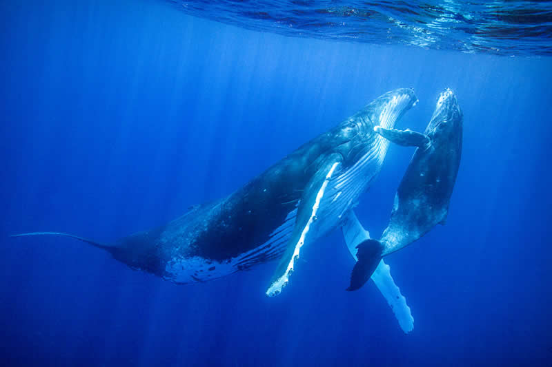 Ove nagrađivane fotografije oceana su prekrasne, uznemirujuće i nemoguće zaboraviti - 23