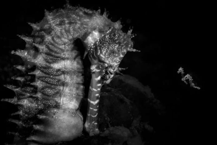Ove nagrađivane fotografije oceana su prekrasne, uznemirujuće i nemoguće zaboraviti
