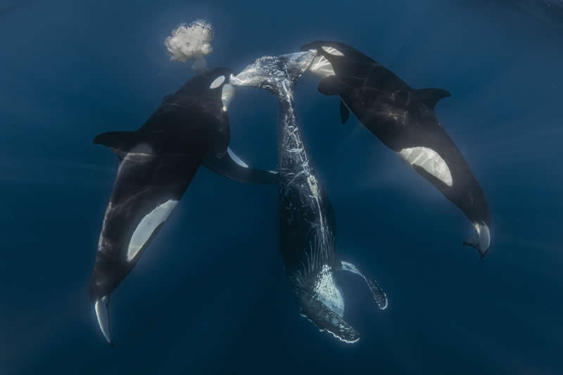Ove nagrađivane fotografije oceana su prekrasne, uznemirujuće i nemoguće zaboraviti - 2