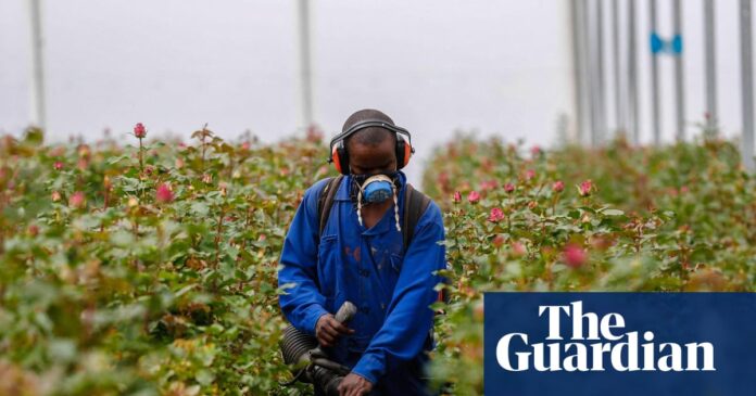 ‘Prskanje bi trebalo biti posljednja opcija’: kako poljoprivrednici istražuju alternative pesticidima