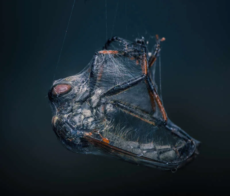 12Awards Fotografsko Natjecanje: 22 Izvanredna Pobjednička Fotografija Divljih Životinja Koje Slave Neukroćenu Ljepotu Prirode - 18 12Awards Fotografsko Natjecanje: 22 Izvanredna Pobjednička Fotografija Divljih Životinja Koje Slave Neukroćenu Ljepotu Prirode - 18