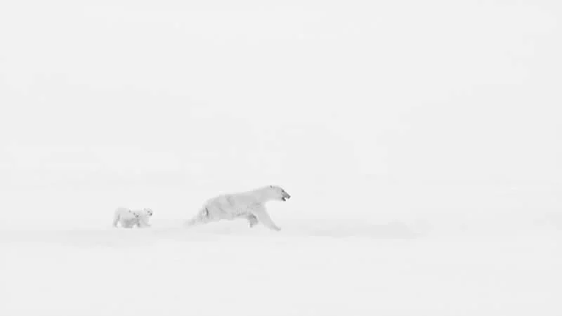 12Awards Fotografsko Natjecanje: 22 Izvanredna Pobjednička Fotografija Divljih Životinja Koje Slave Neukroćenu Ljepotu Prirode - 7 12Awards Fotografsko Natjecanje: 22 Izvanredna Pobjednička Fotografija Divljih Životinja Koje Slave Neukroćenu Ljepotu Prirode - 7