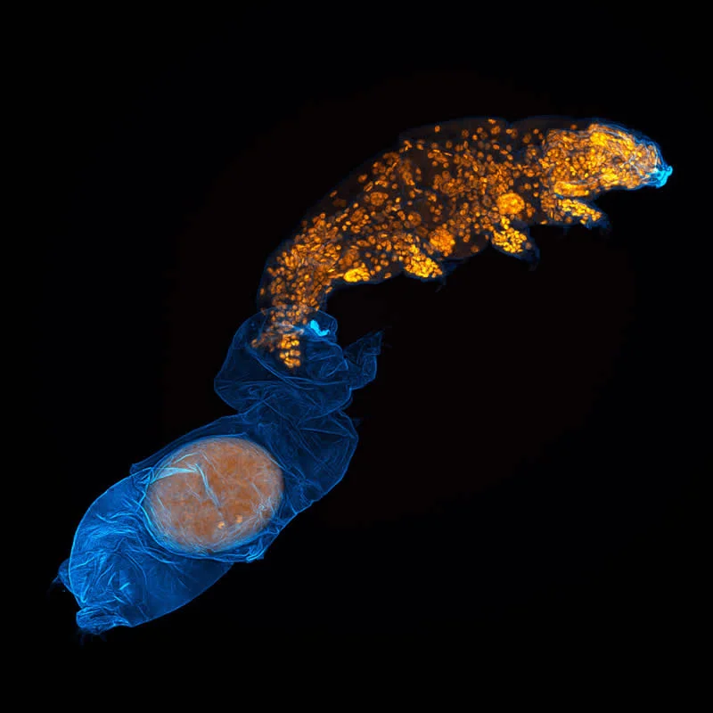 42 nagrađene fotografije s Nikonovog natjecanja u fotomikrografiji Small World otkrivaju skriveni svemir - 12