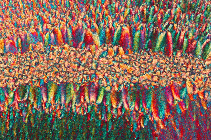 42 nagrađene fotografije s Nikonovog natjecanja u fotomikrografiji Small World otkrivaju skriveni svemir - 13