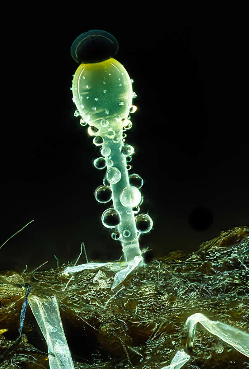 42 nagrađene fotografije s Nikonovog natjecanja u fotomikrografiji Small World otkrivaju skriveni svemir - 14