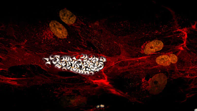 42 nagrađene fotografije s Nikonovog natjecanja u fotomikrografiji Small World otkrivaju skriveni svemir - 22