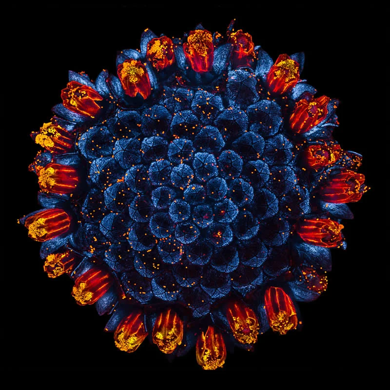 42 nagrađene fotografije s Nikonovog natjecanja u fotomikrografiji Small World otkrivaju skriveni svemir - 24