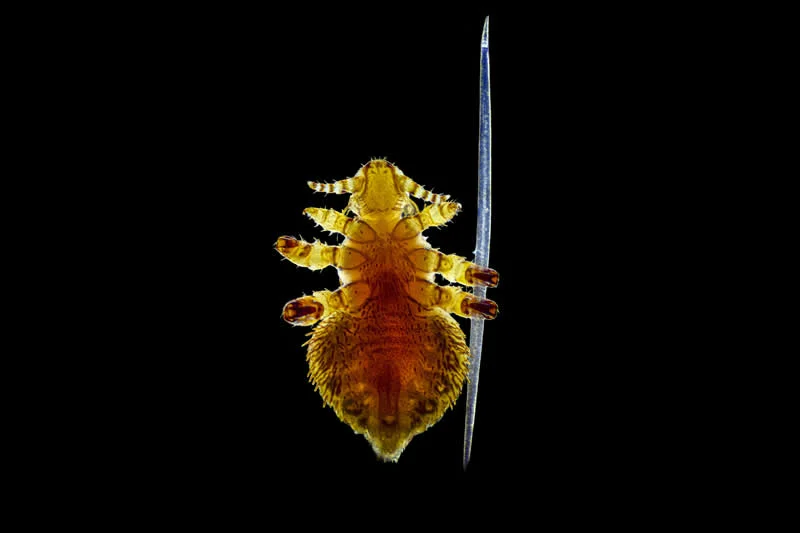 42 nagrađene fotografije s Nikonovog natjecanja u fotomikrografiji Small World otkrivaju skriveni svemir - 27