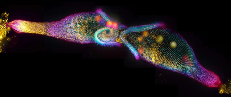 42 nagrađene fotografije s Nikonovog natjecanja u fotomikrografiji Small World otkrivaju skriveni svemir - 29