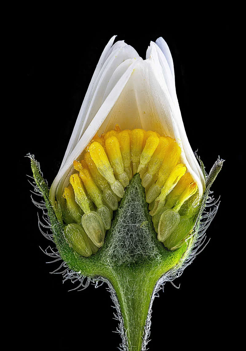 42 nagrađene fotografije s Nikonovog natjecanja u fotomikrografiji Small World otkrivaju skriveni svemir - 5