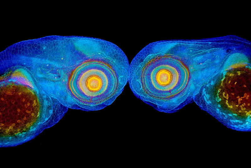42 nagrađene fotografije s Nikonovog natjecanja u fotomikrografiji Small World otkrivaju skriveni svemir - 33