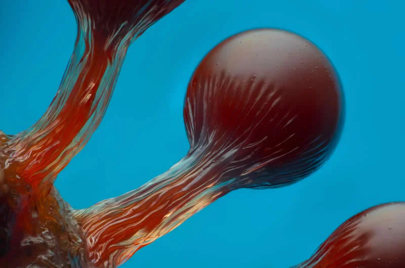42 nagrađene fotografije s Nikonovog natjecanja u fotomikrografiji Small World otkrivaju skriveni svemir - 6