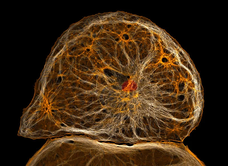 42 nagrađene fotografije s Nikonovog natjecanja u fotomikrografiji Small World otkrivaju skriveni svemir - 9